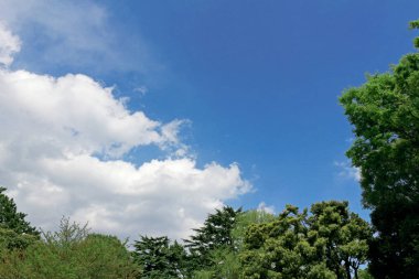 Mavi gökyüzü ve orman manzara