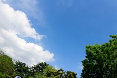 Mavi gökyüzü ve orman manzara