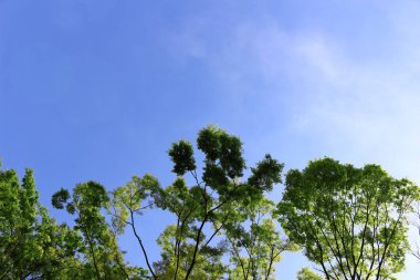 Mavi gökyüzü ve orman manzara