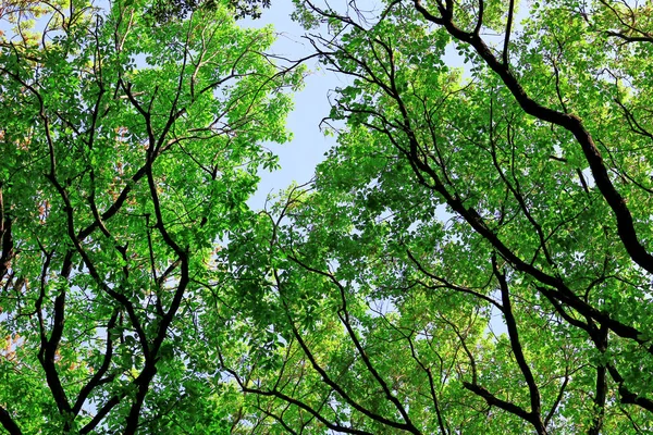 Fresh Green Texture Covered Canopy — Stock Photo, Image