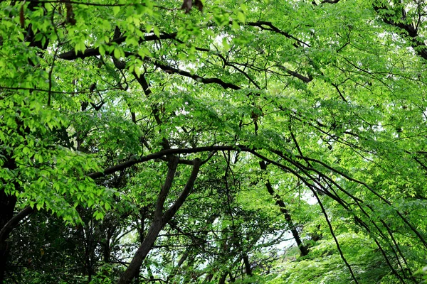 Paysage Forêt Vert Frais — Photo