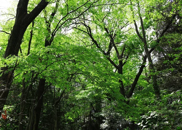Taze Yeşil Orman Toplayan — Stok fotoğraf
