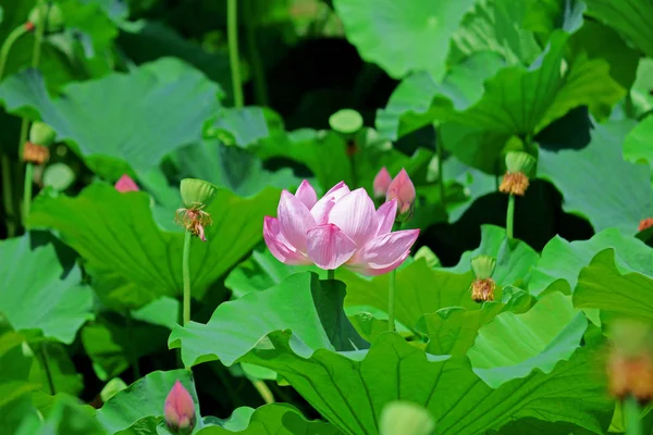 Fleur Lotus Fleurissant Entourée Feuilles Vertes — Photo