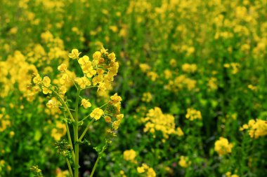 Kanola çiçek yayılması ile bahar manzara