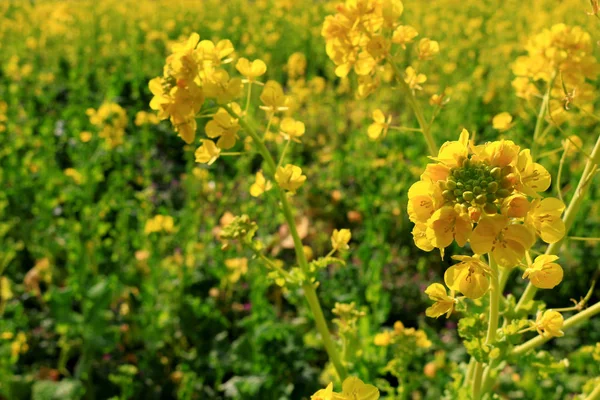 Spring Landscape Canola Flower Spreading — Stock Photo, Image