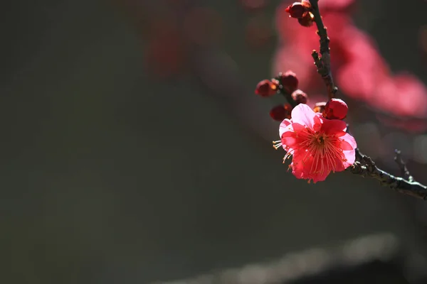 Japanse Pruimen Bloesem Het Vroege Voorjaar — Stockfoto