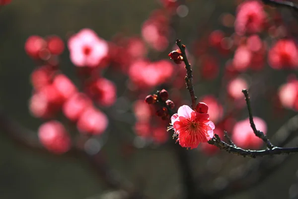 Japanische Pflaumenblüten Zeitigen Frühling — Stockfoto