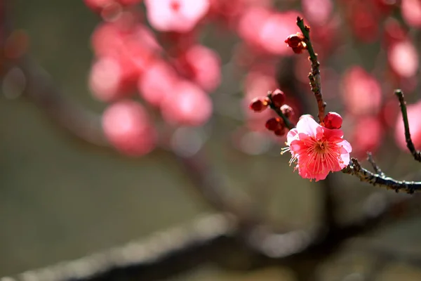 Japanska Plommon Blommar Tidigt Våren — Stockfoto