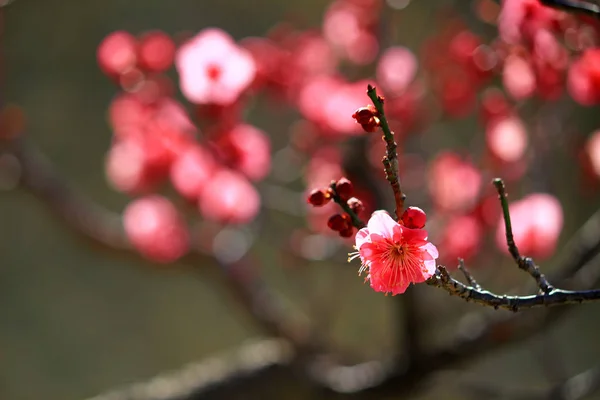 早春の梅の花 — ストック写真