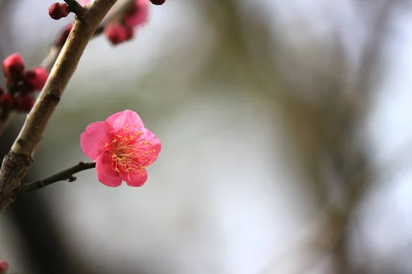Ιαπωνικά Δαμάσκηνο Άνθη Νωρίς Την Άνοιξη — Φωτογραφία Αρχείου