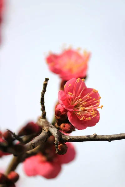 Ameixa Japonesa Floresce Início Primavera — Fotografia de Stock