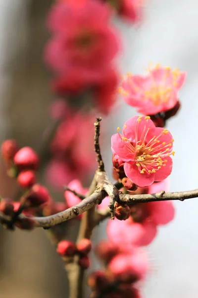 Ameixa Japonesa Floresce Início Primavera — Fotografia de Stock