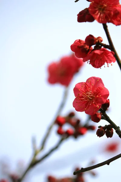 早春の梅の花 — ストック写真