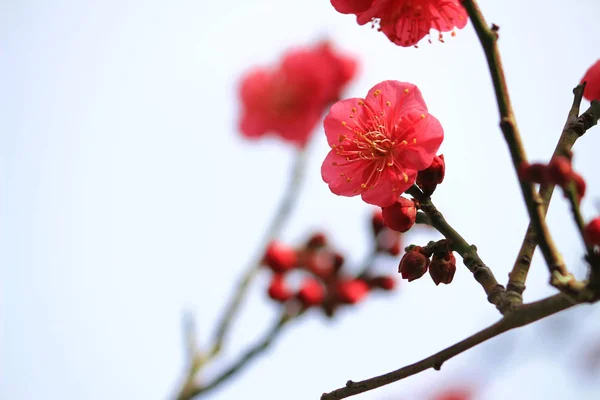 Flor Ciruela Japonesa Principios Primavera —  Fotos de Stock