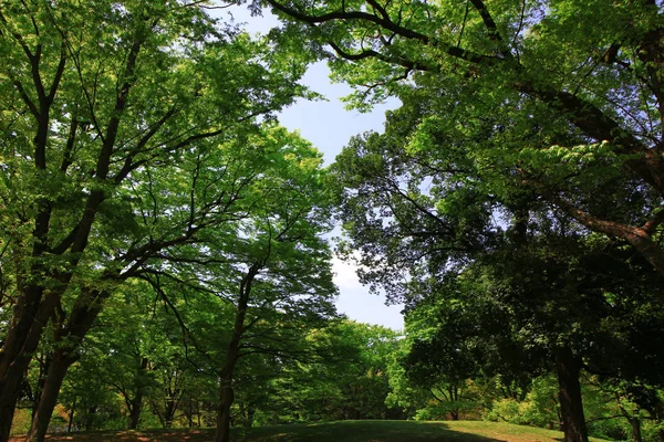 Fresh Green Texture Covered Canopy — Stock Photo, Image