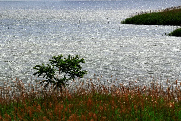 Landskapet Vattnet Där Växterna Växer Tjock — Stockfoto