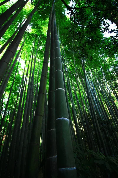 Japon Bambu Grove Bahçe Peyzaj — Stok fotoğraf