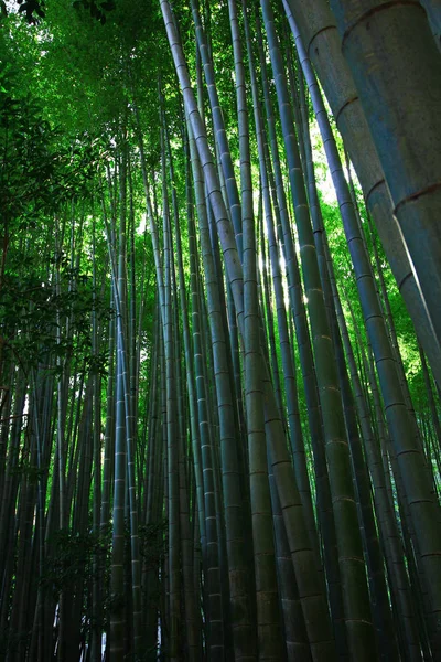 Japon Bambu Grove Bahçe Peyzaj — Stok fotoğraf