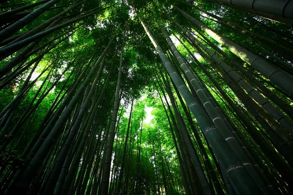 Japon Bambu Grove Bahçe Peyzaj — Stok fotoğraf