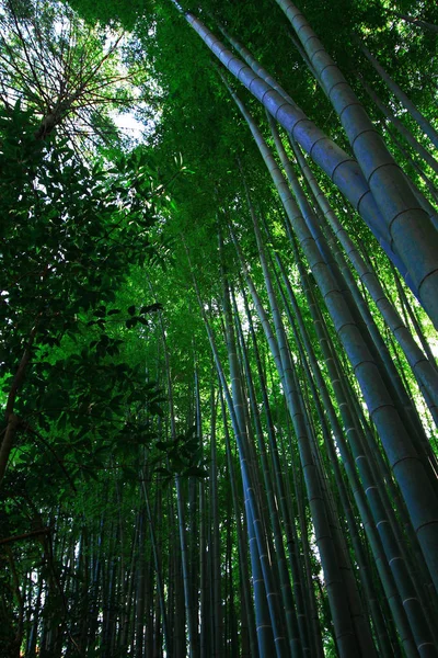 Japon Bambu Grove Bahçe Peyzaj — Stok fotoğraf