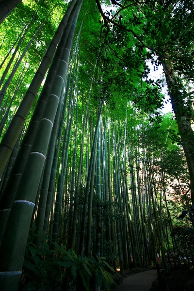 Japon Bambu Grove Bahçe Peyzaj — Stok fotoğraf