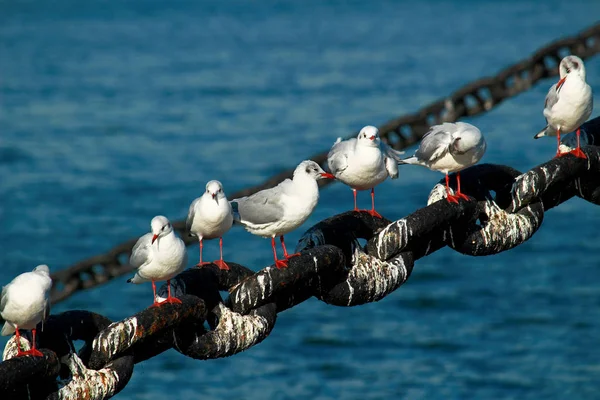 Grupo Gaviotas Pie Cadena Del Ancla — Foto de Stock