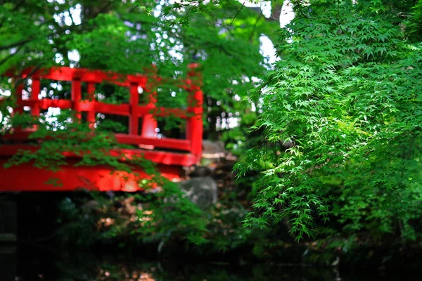Paesaggio Inizio Estate Del Giardino Giapponese Con Acero Verde Fresco — Foto Stock