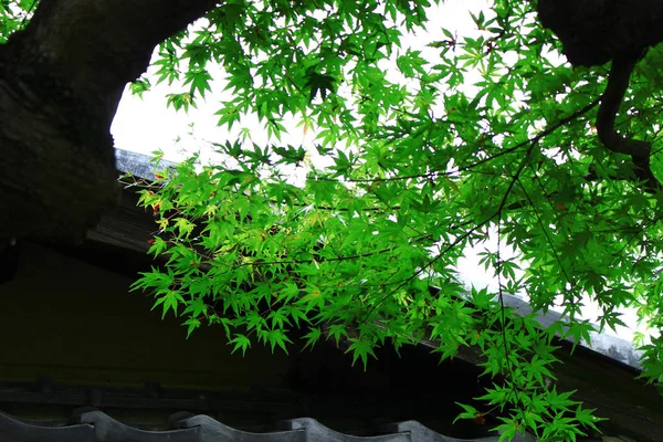 Paesaggio Inizio Estate Del Giardino Giapponese Con Acero Verde Fresco — Foto Stock