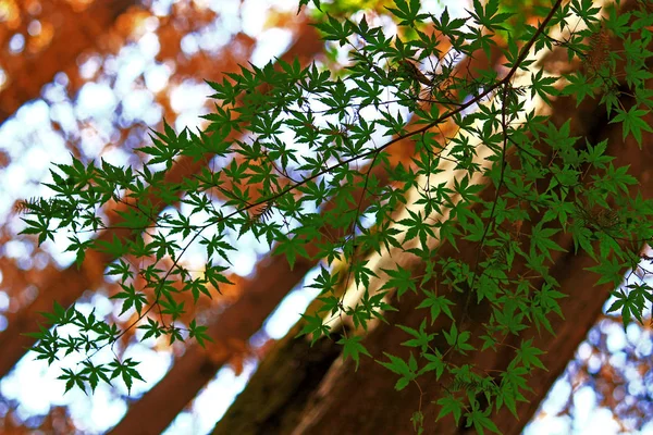 初夏的日本庭园与新鲜的绿色枫树 — 图库照片