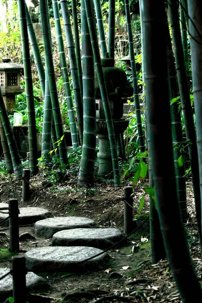 日本庭园中竹林直径小 — 图库照片