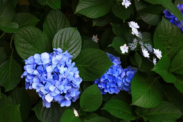Sessiz Bahçe Nerede Ortanca Çiçek Açar — Stok fotoğraf