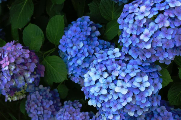 Ruhiger Garten Dem Hortensien Blühen — Stockfoto