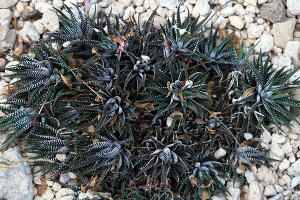 Haworthia Fasciata Une Plante Succulente Qui Pousse Sur Terre Ferme — Photo