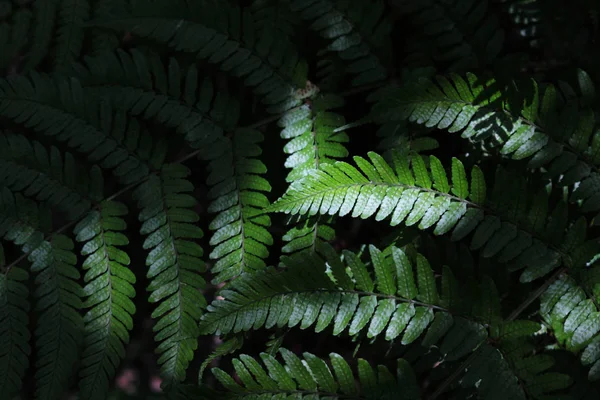 Hoja Verde Helecho Silvestre Que Crece Sombra Como Material Fondo —  Fotos de Stock