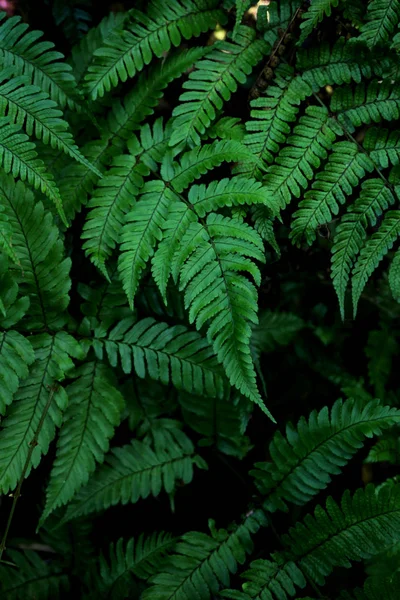 Folha Verde Samambaia Selvagem Que Cresce Sombra Como Material Fundo — Fotografia de Stock