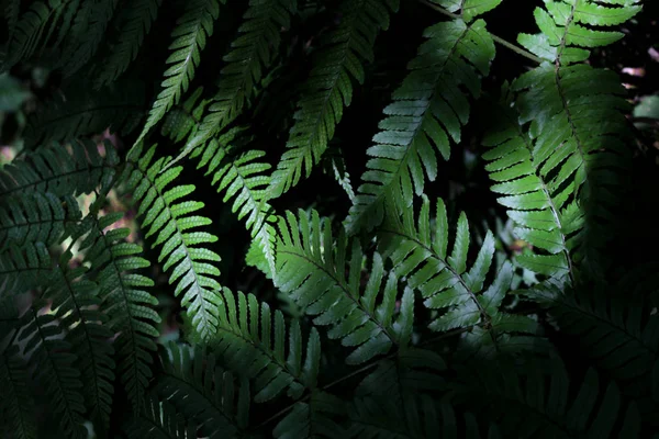 Hoja Verde Helecho Silvestre Que Crece Sombra Como Material Fondo — Foto de Stock