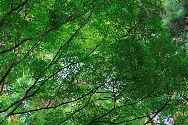 신선한 녹색의 나뭇잎으로 — 스톡 사진