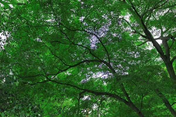 Textura Folhas Verdes Frescas Como Material Fundo — Fotografia de Stock