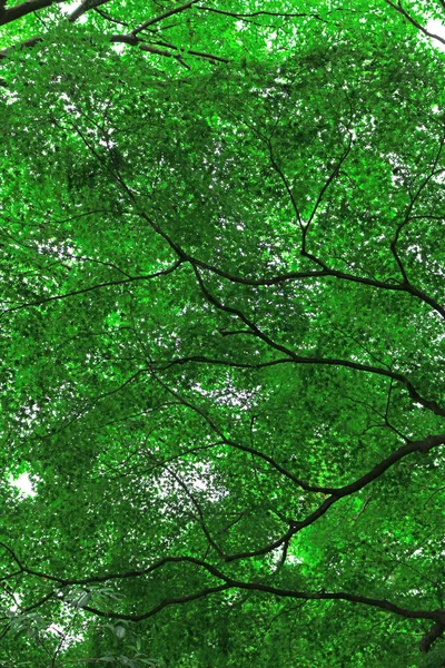 Arka Plan Malzemesi Olarak Doku Taze Yeşil Yaprakları — Stok fotoğraf