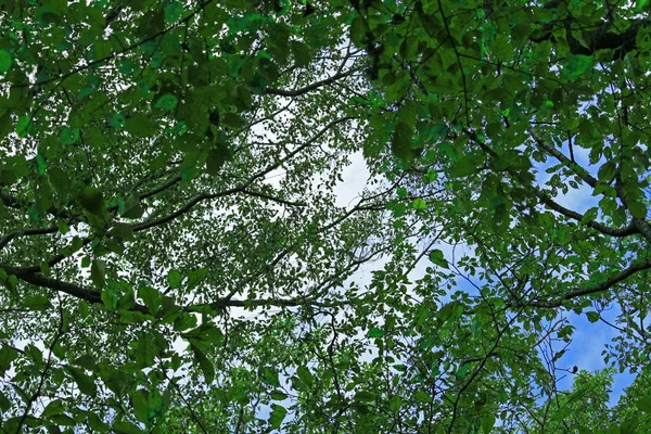 Textura Folhas Verdes Frescas Como Material Fundo — Fotografia de Stock