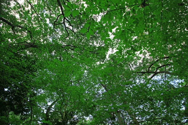 Textura Folhas Verdes Frescas Como Material Fundo — Fotografia de Stock