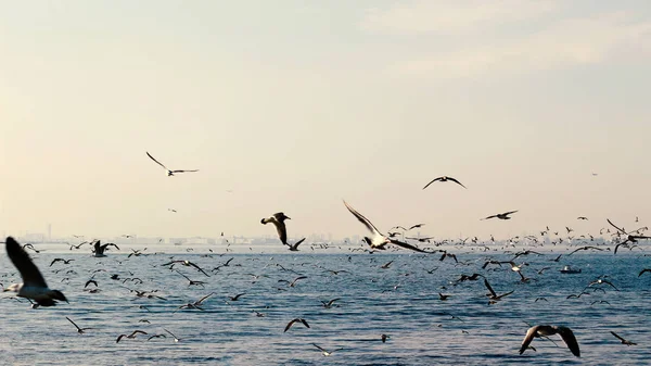 Möwenschwärme Fliegen Über Das Meer — Stockfoto