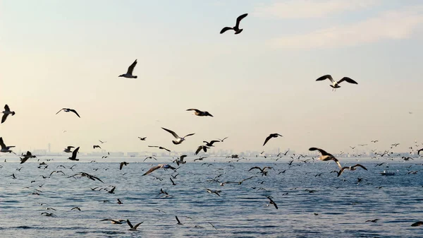 Möwenschwärme Fliegen Über Das Meer — Stockfoto