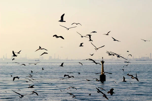 Möwenschwärme Fliegen Über Das Meer — Stockfoto