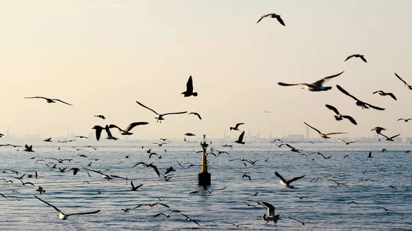 Möwenschwärme Fliegen Über Das Meer — Stockfoto