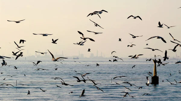 Möwenschwärme Fliegen Über Das Meer — Stockfoto