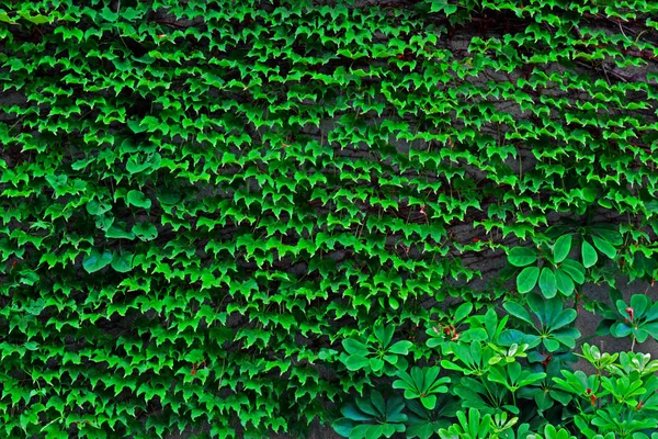 建物の壁を覆う緑のツタ — ストック写真