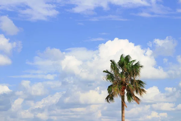 Τοπίο Κυλούμενα Φοινικόδεντρα Που Ταλαντεύονται Στον Άνεμο Και Σύννεφα Ρέουν — Φωτογραφία Αρχείου