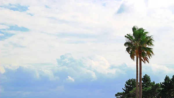 Landschap Met Golvende Palmbomen Die Slingeren Wind Wolken Die Blauwe — Stockfoto