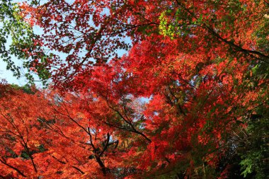 Sonbahar ormanda ararken